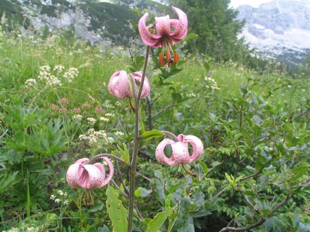 ROZE - mix - foto povečava