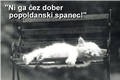 Mačkonarji - foto povečava