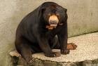 Medvedi - foto povečava