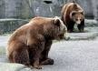 Medvedi - foto povečava