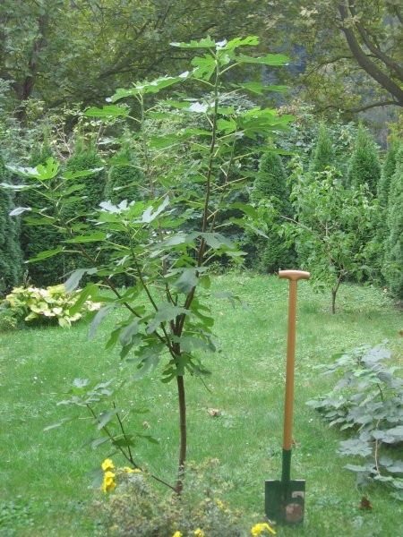 Eno figo mam na vrtu - foto povečava