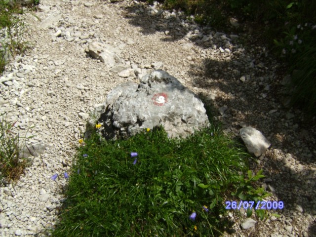 Rožca na poti pod k.sedlom