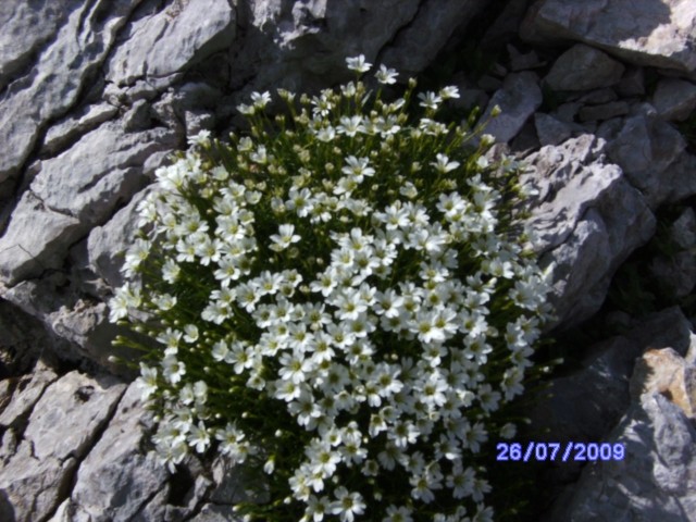 Rožca med skalami