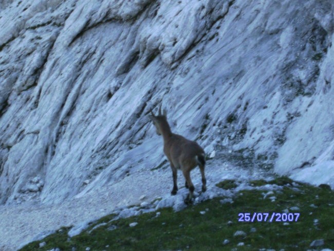 gams nekje pod škrlatico