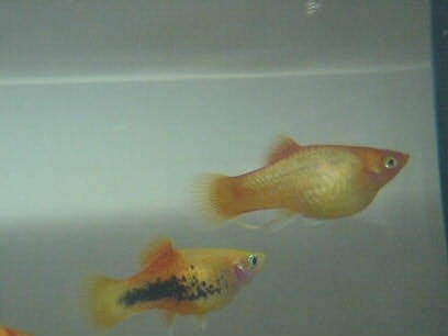 Ribice - foto povečava