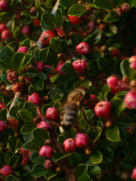 čebele - foto
