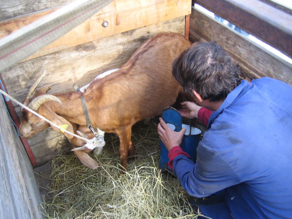 B-Shotova fantošna 8.5.2010 - foto povečava