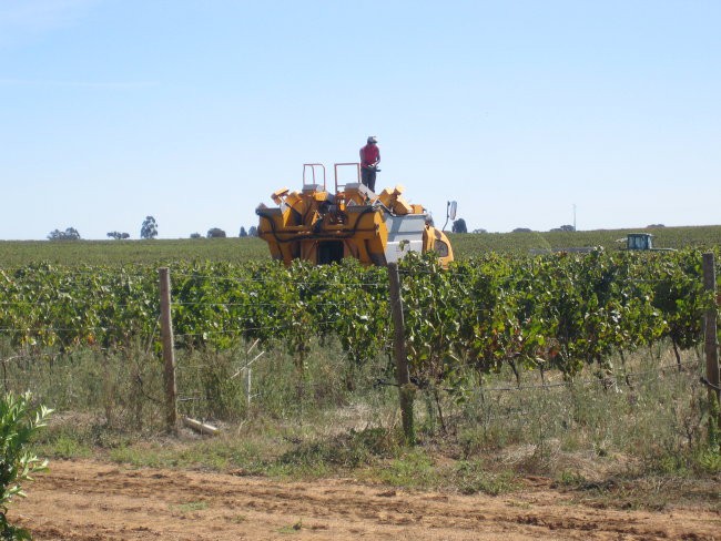 100 ha vinogradov je zamudno obirati ročno
