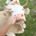 Pridna kravca , pridna.. :)