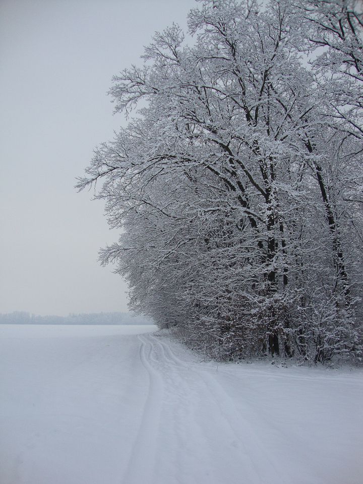 Zima 2009 / 2010  - foto povečava