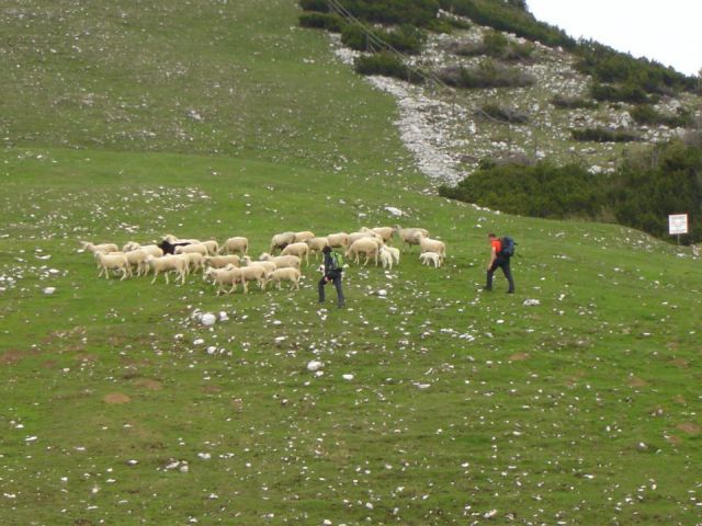 Takole so prignali ovce na pašo....