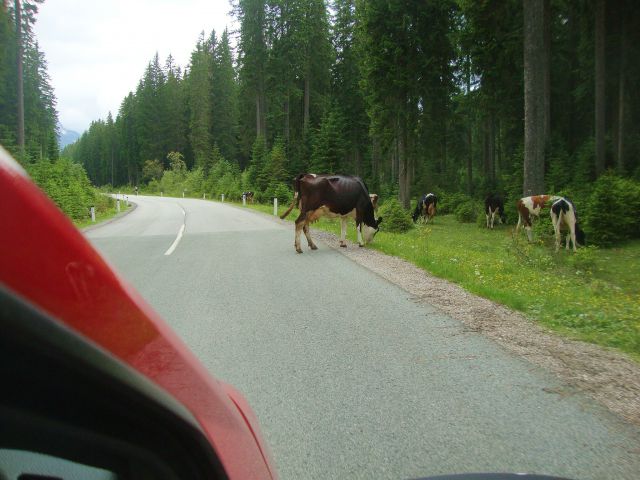 Pokljuka 2012 - foto