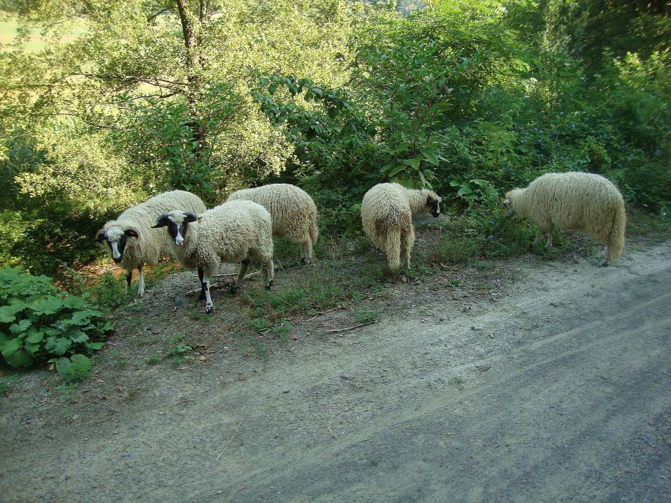 BOSNA (Republika Srbska) - 2012 - foto povečava