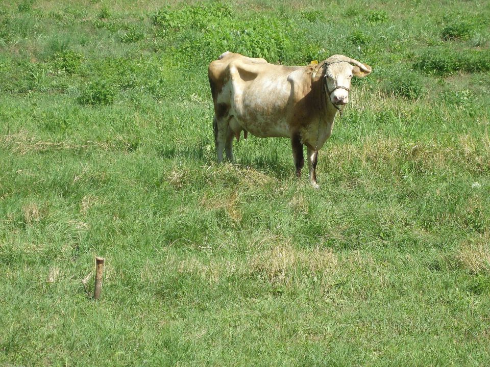 BOSNA (Republika Srbska) - 2012 - foto povečava