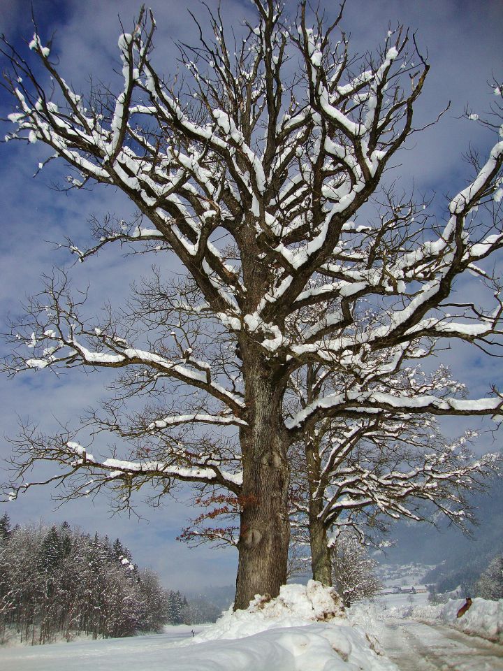 Zima 2012-2013 - foto povečava