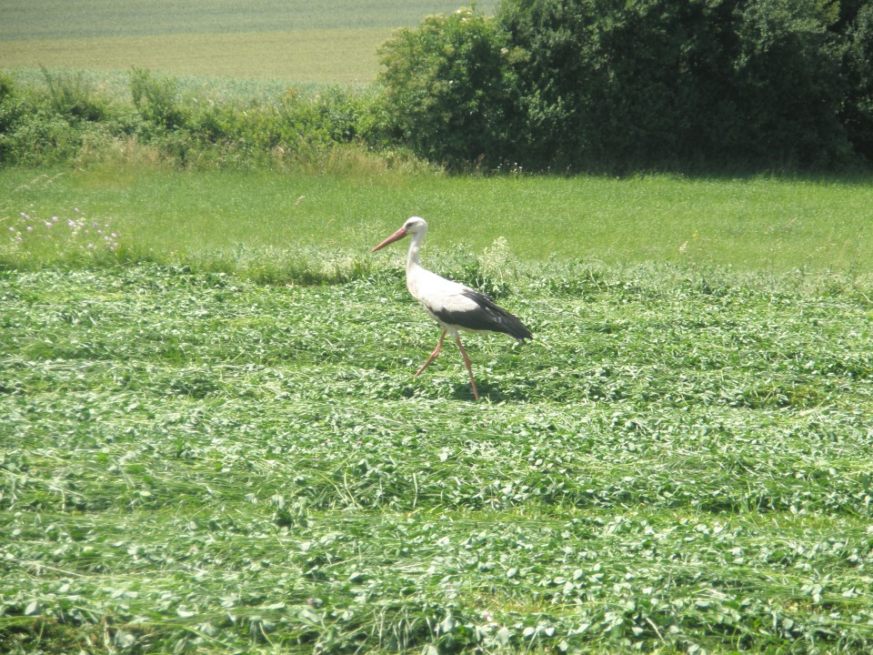 2. košnja 2009 - foto povečava