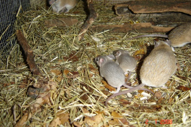 Bodičaste miške z mamico insinčki