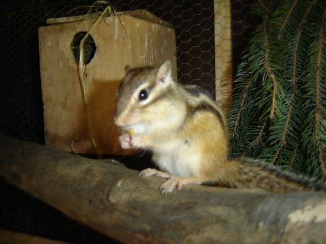 Veverica mošnjičarka-muki