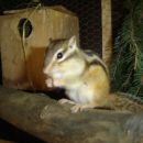 veverica mošnjičarka-muki