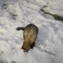 piki uživa v lanskem snegu
