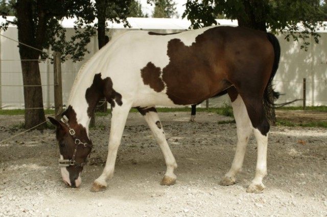 Jahalna šola-konjeniški center Vodice - foto