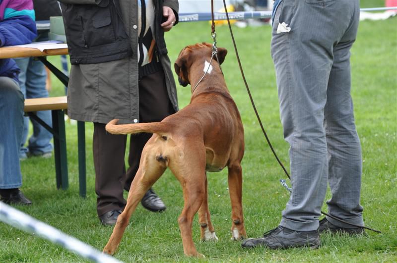 CACIB Maribor 2010 - 17.4.2010 - foto povečava