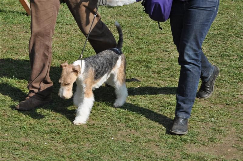 CACIB Maribor 2010 - 17.4.2010 - foto povečava