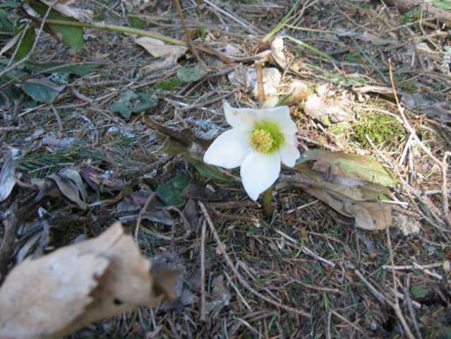 Uršlja gora (februar 2008) - foto