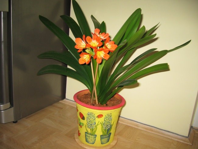 Klivija cvetiii (februar 2006) - foto povečava
