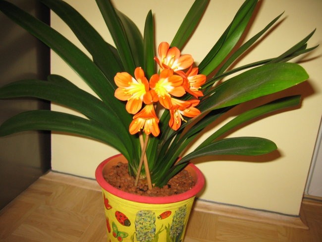 Klivija cvetiii (februar 2006) - foto povečava