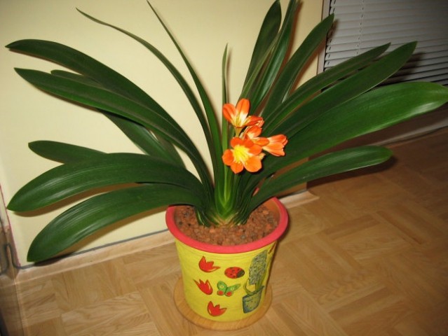 Klivija cvetiii (februar 2006) - foto