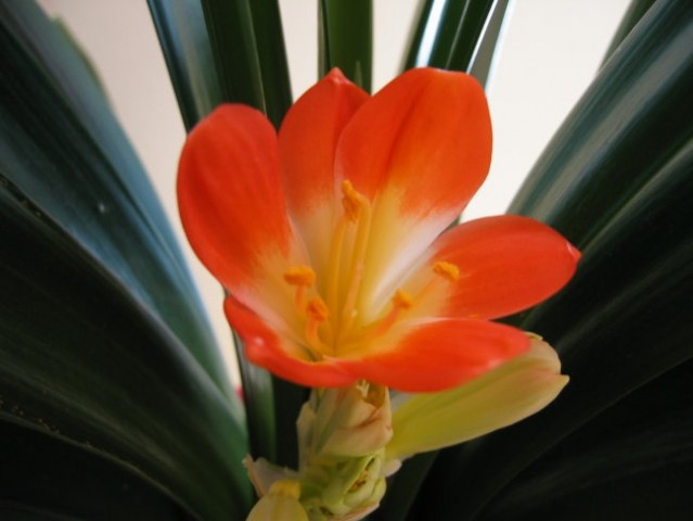 Klivija cvetiii (februar 2006) - foto