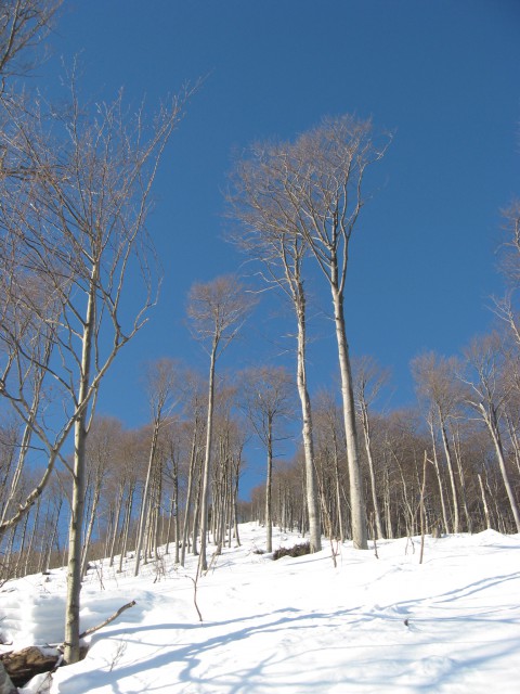Zimski gozd na pobočju Blegoša