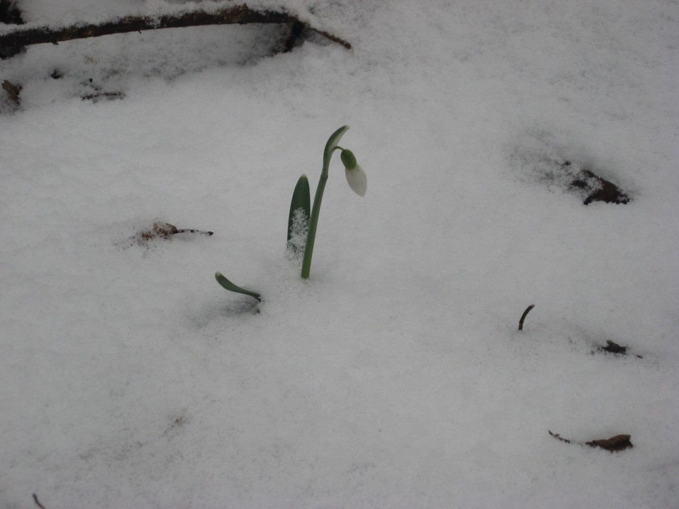 Pomlad je tu, čeprav v snegu!