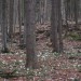 Škorten (rastišče teloha) - 7.3.2009