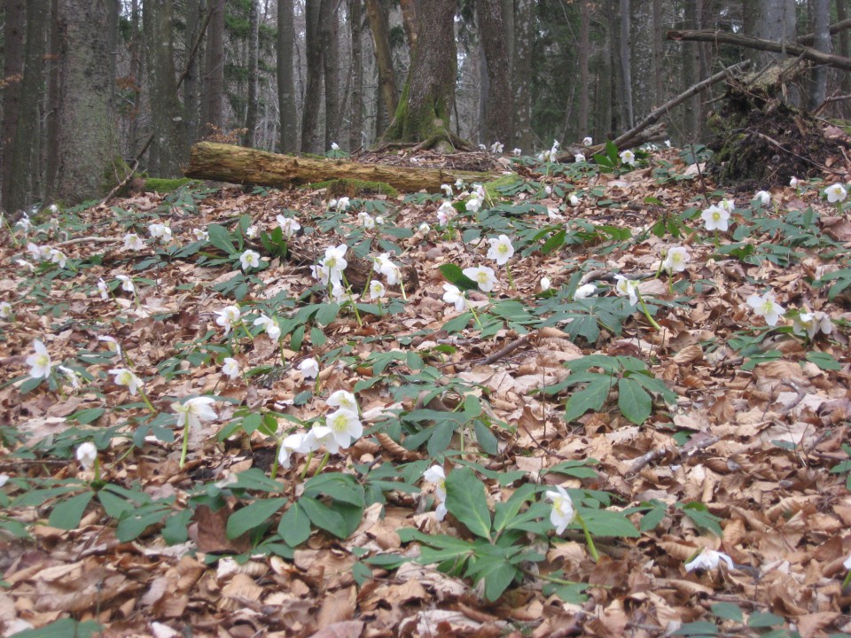 Škorten (rastišče teloha) - 7.3.2009 - foto povečava