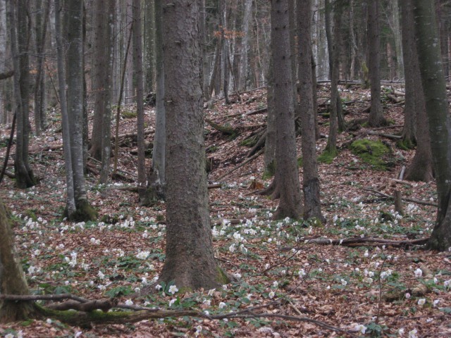 Škorten (rastišče teloha) - 7.3.2009 - foto