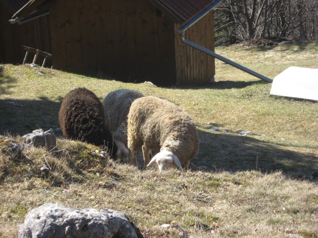 Pri tej kmetiji z ovcami sva nazaj grede zavili levo proti Sv.Mariji, nato spet po cesti l