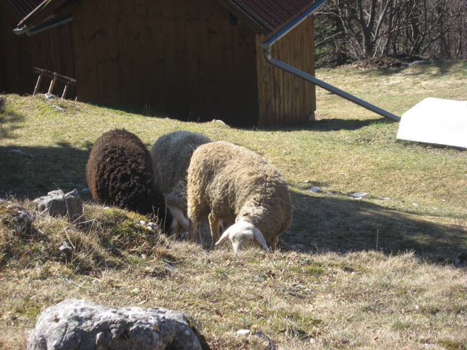 Pri tej kmetiji z ovcami sva nazaj grede zavili levo proti Sv.Mariji, nato spet po cesti l