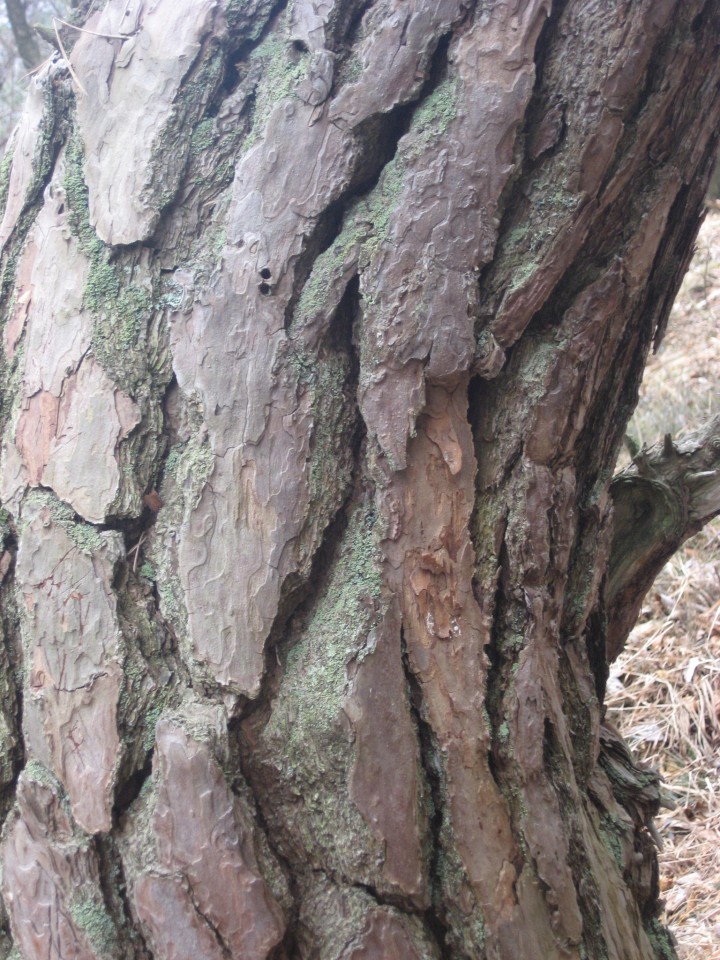 Zanimivo deblo starega bora
