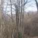 Zanimivost ob poti na Kršičevec: lipa s številnimi debli