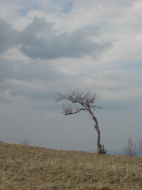 Osamljeno drevo na vršnih travnikih