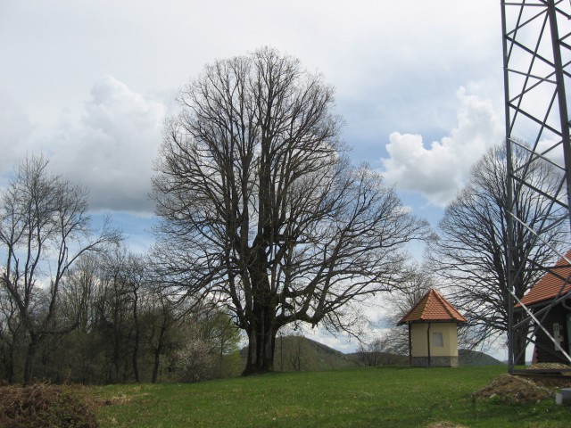 Lipa in kapelica na mestu, kjer je stala cerkev Sv. Ane 