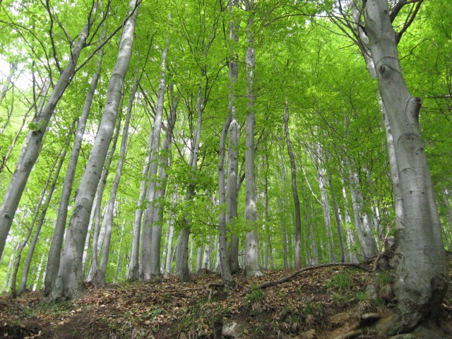 Donačko goro prekrivajo lepi bukovi gozdovi.