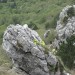 Vrtiček na skali