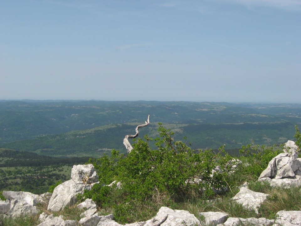 Zanimiva korenina in širni razgledi