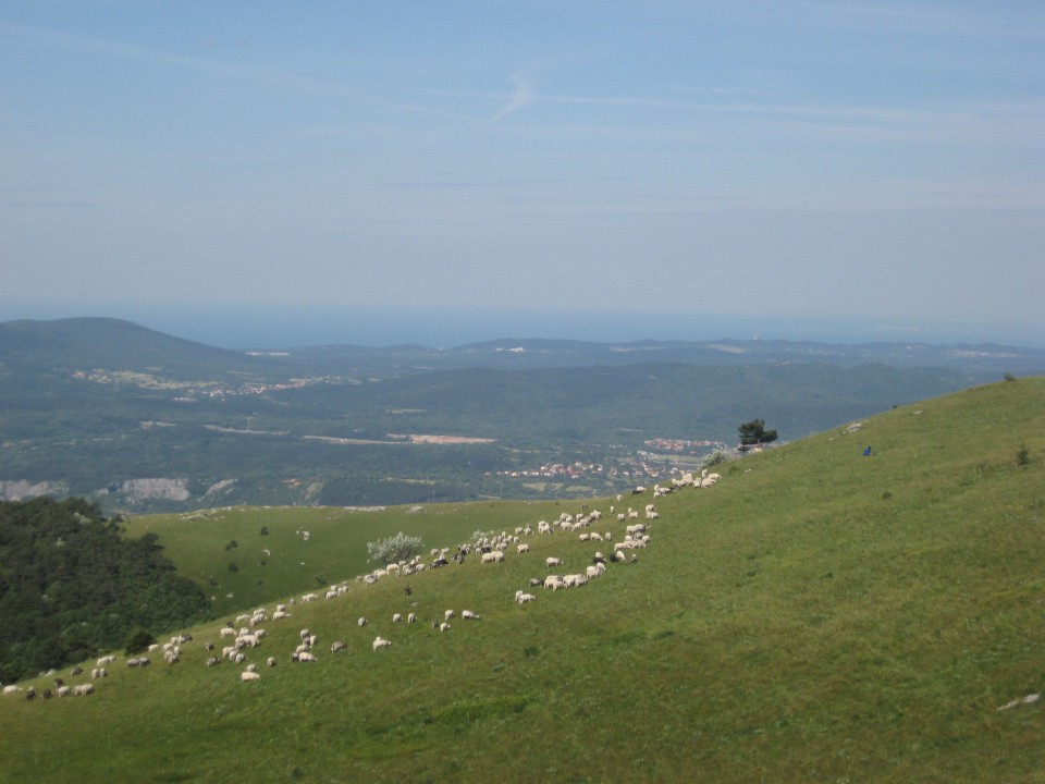 Trop ovčic pod vrhom
