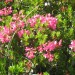 Del poti se vije med poljanami rododendrona
