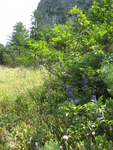 Neznano vijolično-modro cvetje krasi gorske trate