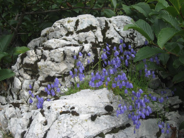 Najlepši skalnjak